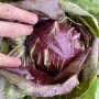 Радичио розовый и красный, кг